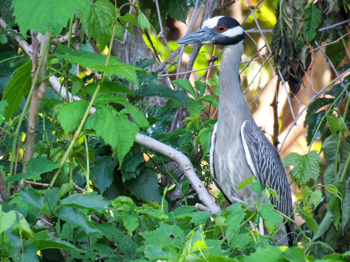 Yellow-crowned Night Heron - Marcus Rosten