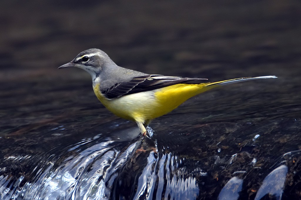 Gray Wagtail - Chris Chafer