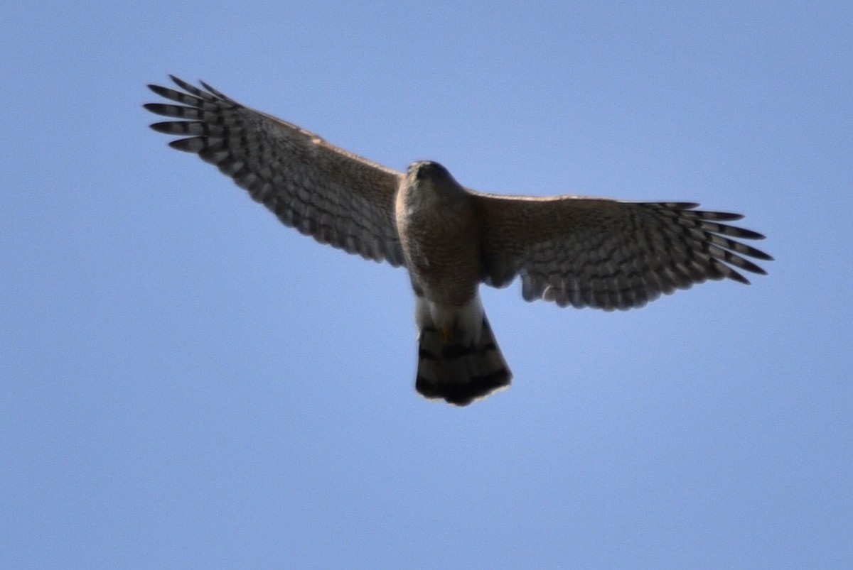 Sharp-shinned/Cooper's Hawk - ML459602971