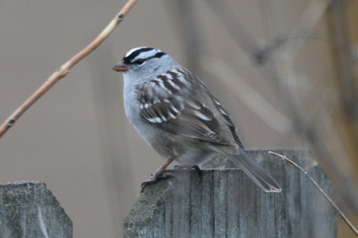 White-crowned Sparrow - ML459604691
