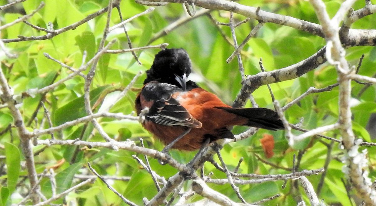 Orchard Oriole - ML459604791