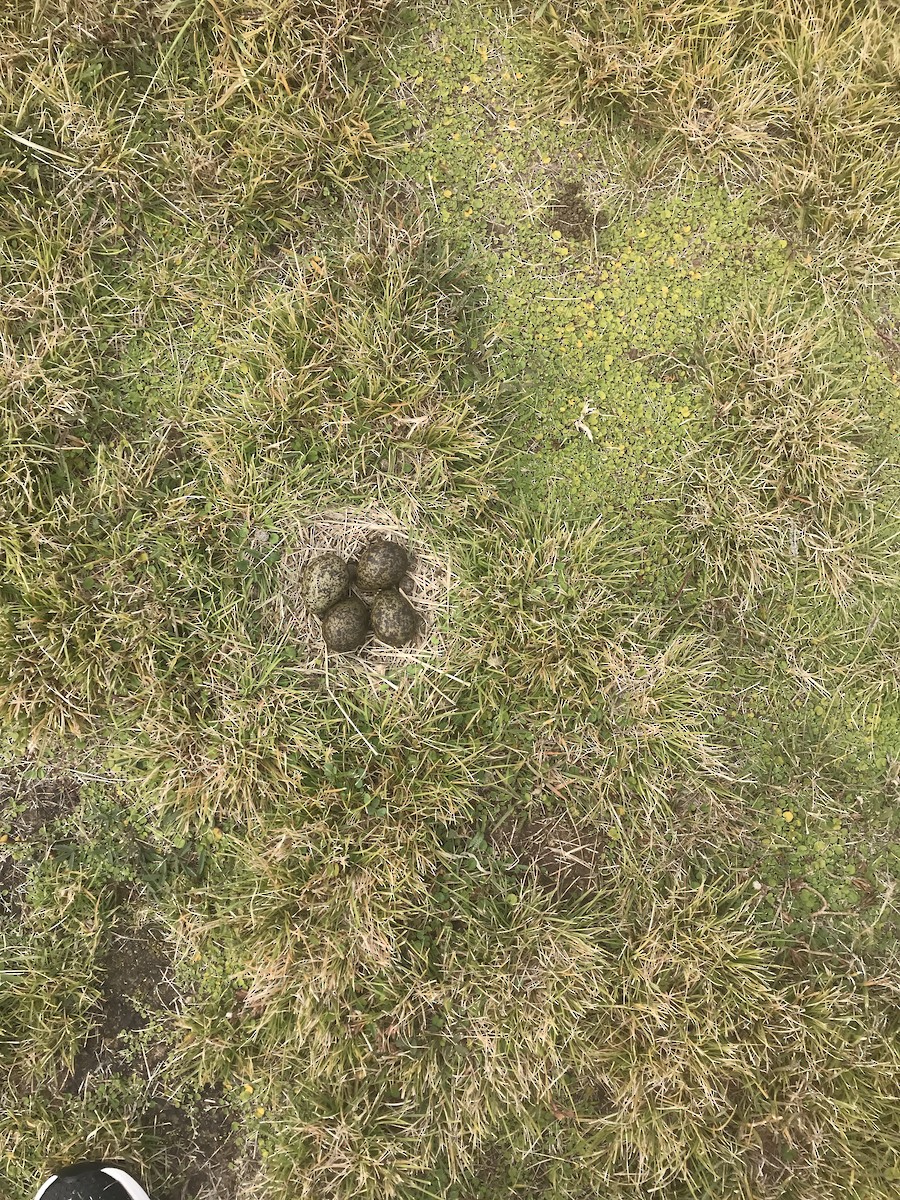 Masked Lapwing - ML459604881