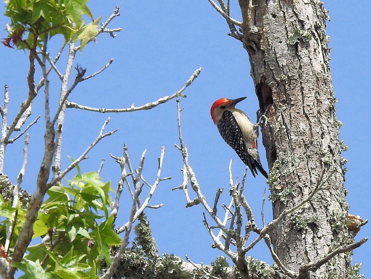 Red-bellied Woodpecker - ML459604941
