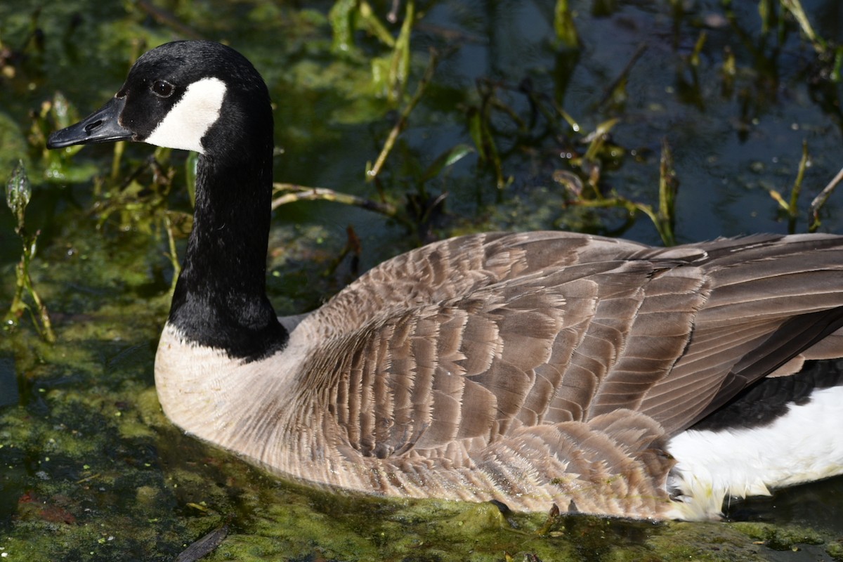 Canada Goose - ML459606881