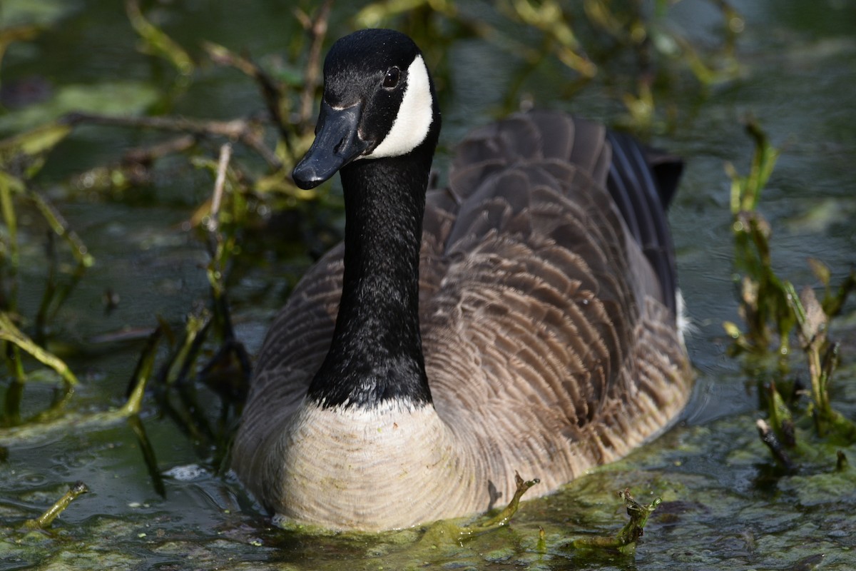 Canada Goose - ML459606891