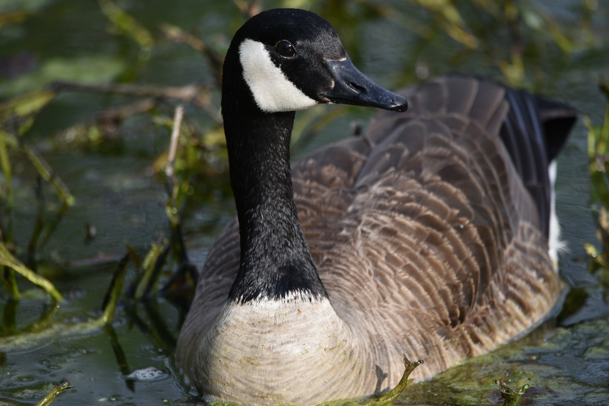 Canada Goose - ML459606931