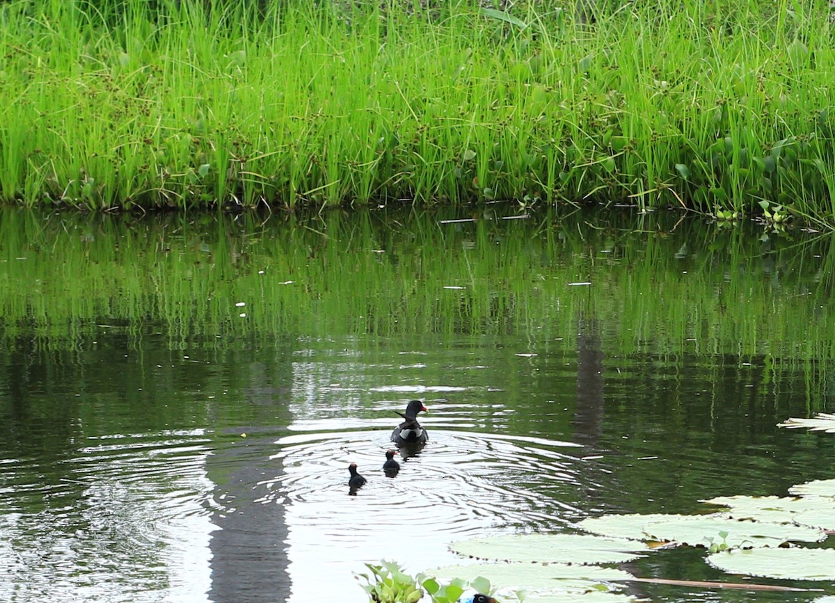 Common Gallinule - ML459607591