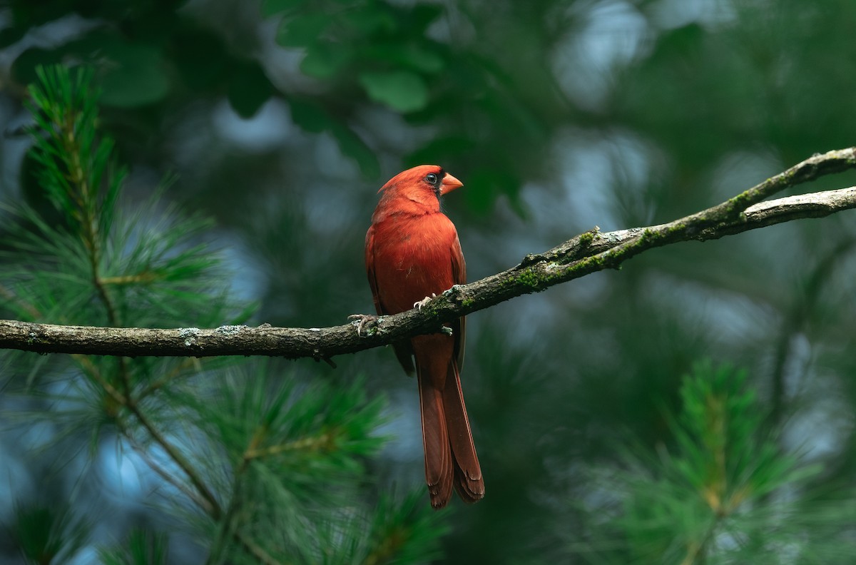 Northern Cardinal - ML459608401