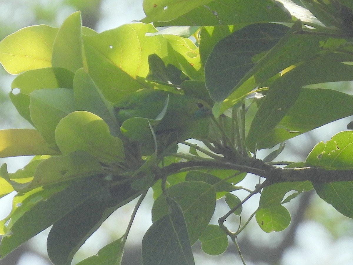 Jerdon's Leafbird - ML459608751