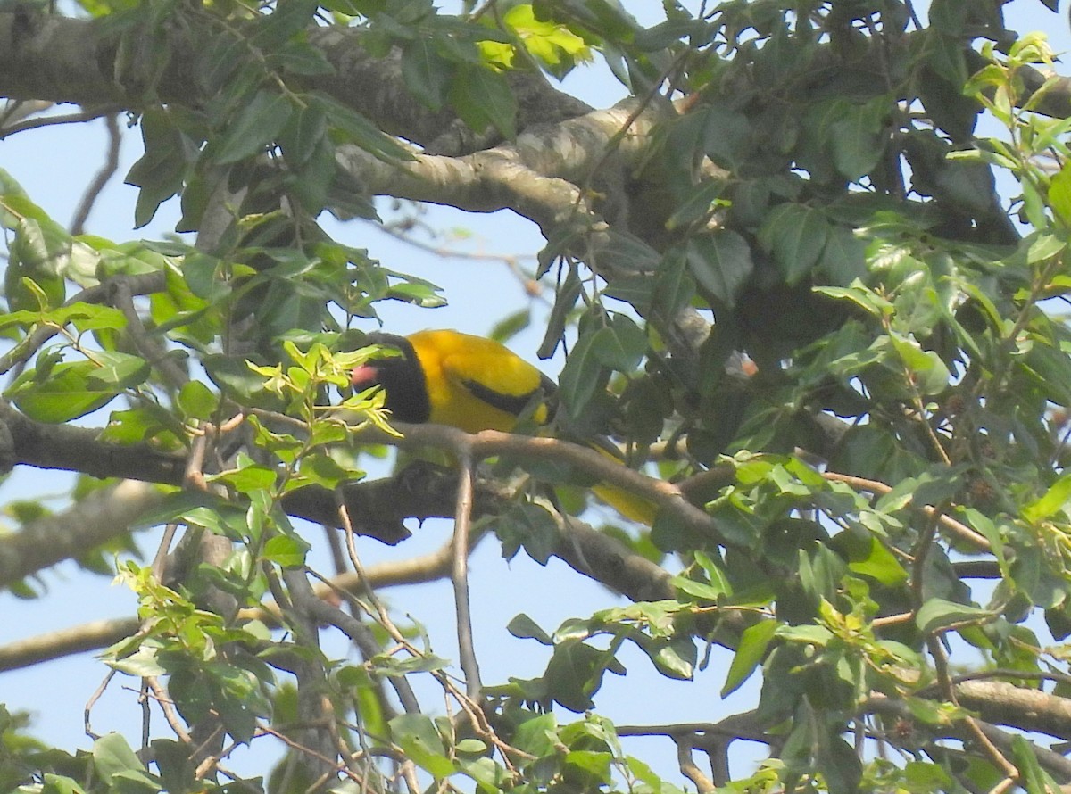 Black-hooded Oriole - ML459608771