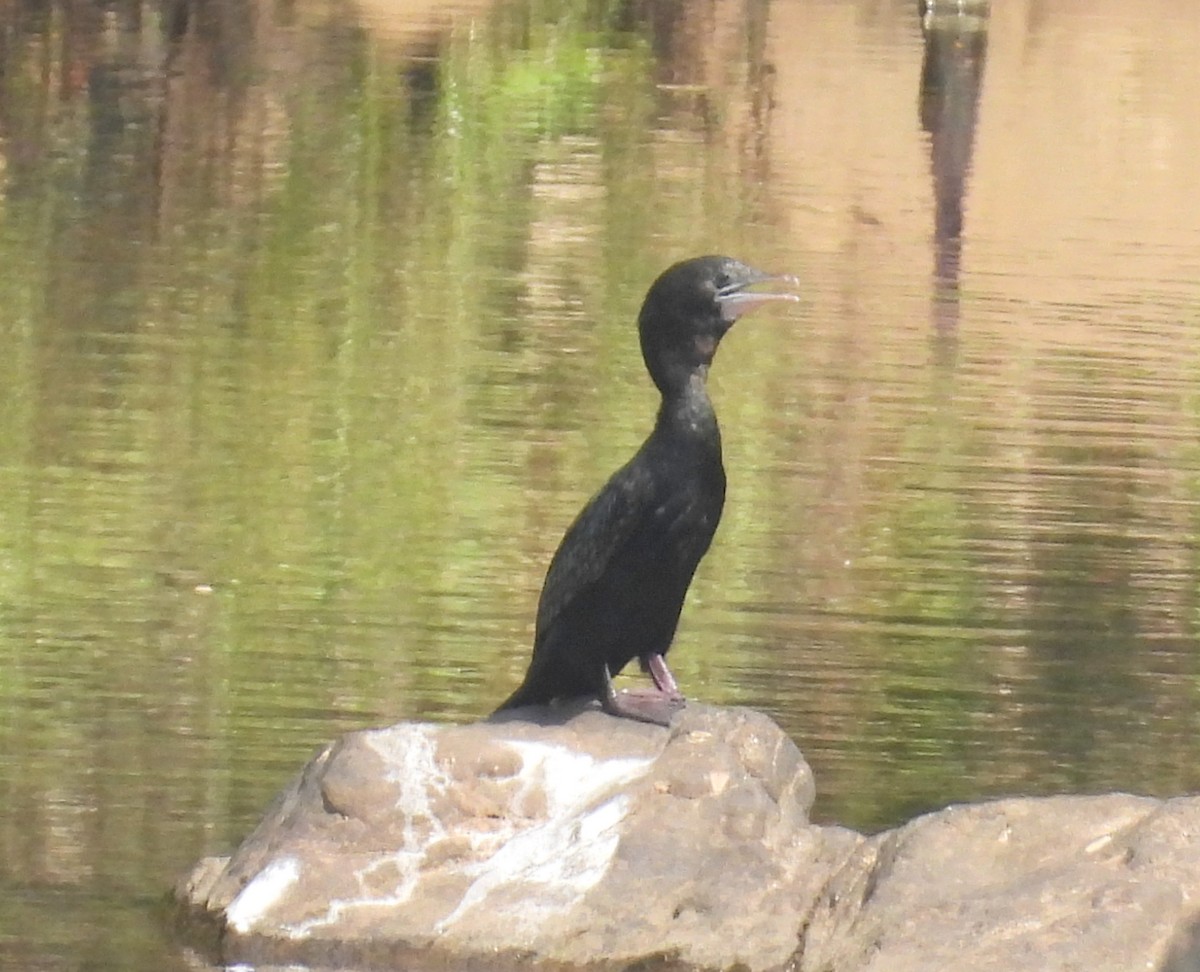 Little Cormorant - ML459608821