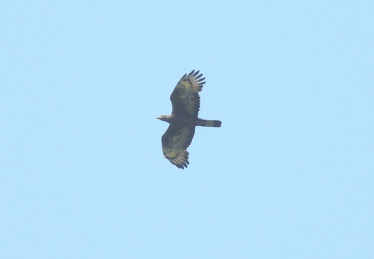 Crested Serpent-Eagle - ML459609351