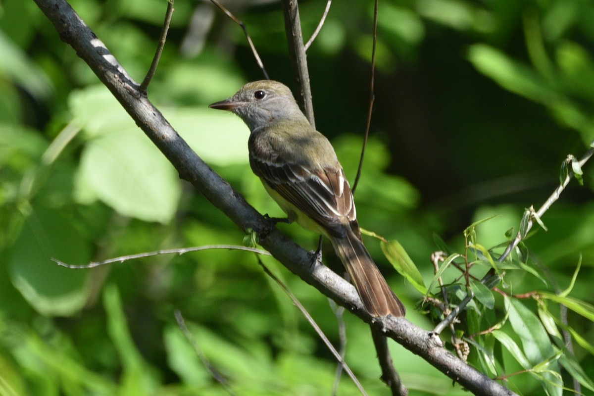 Great Crested Flycatcher - ML459610691