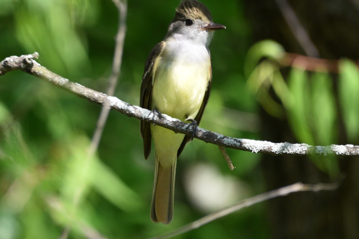 Great Crested Flycatcher - ML459610701