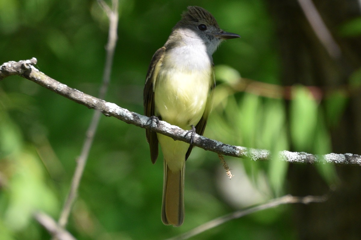 Great Crested Flycatcher - ML459610711