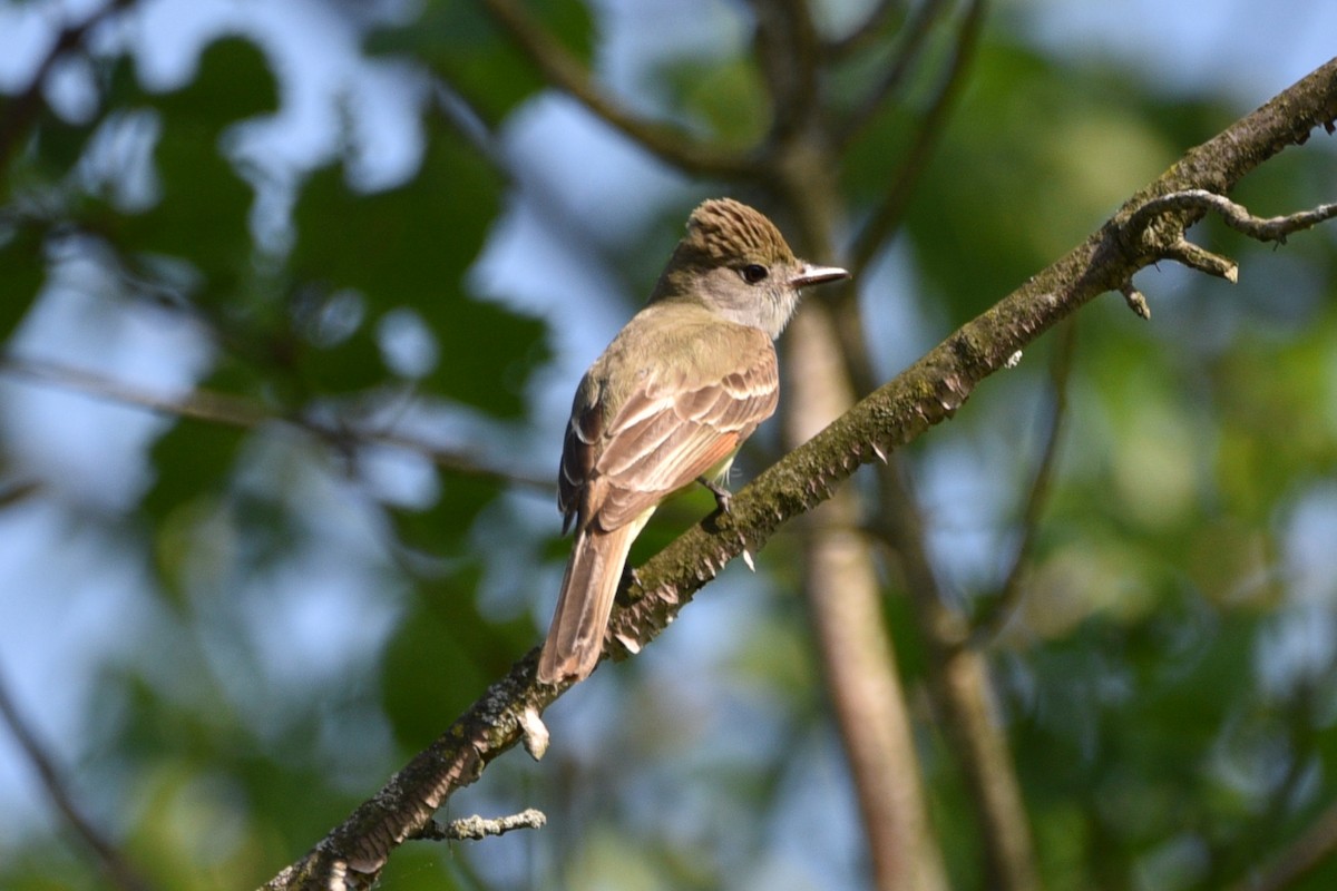 Great Crested Flycatcher - ML459610721