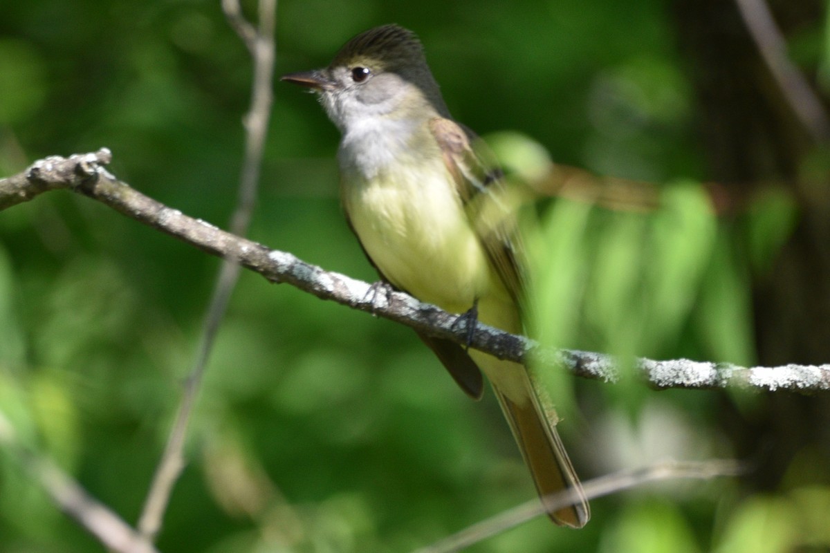 Great Crested Flycatcher - ML459610731