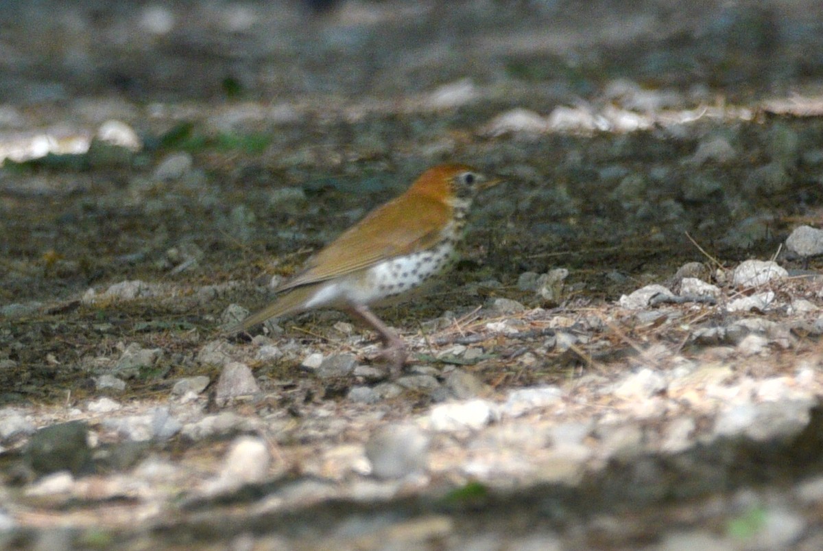 Wood Thrush - ML459611301