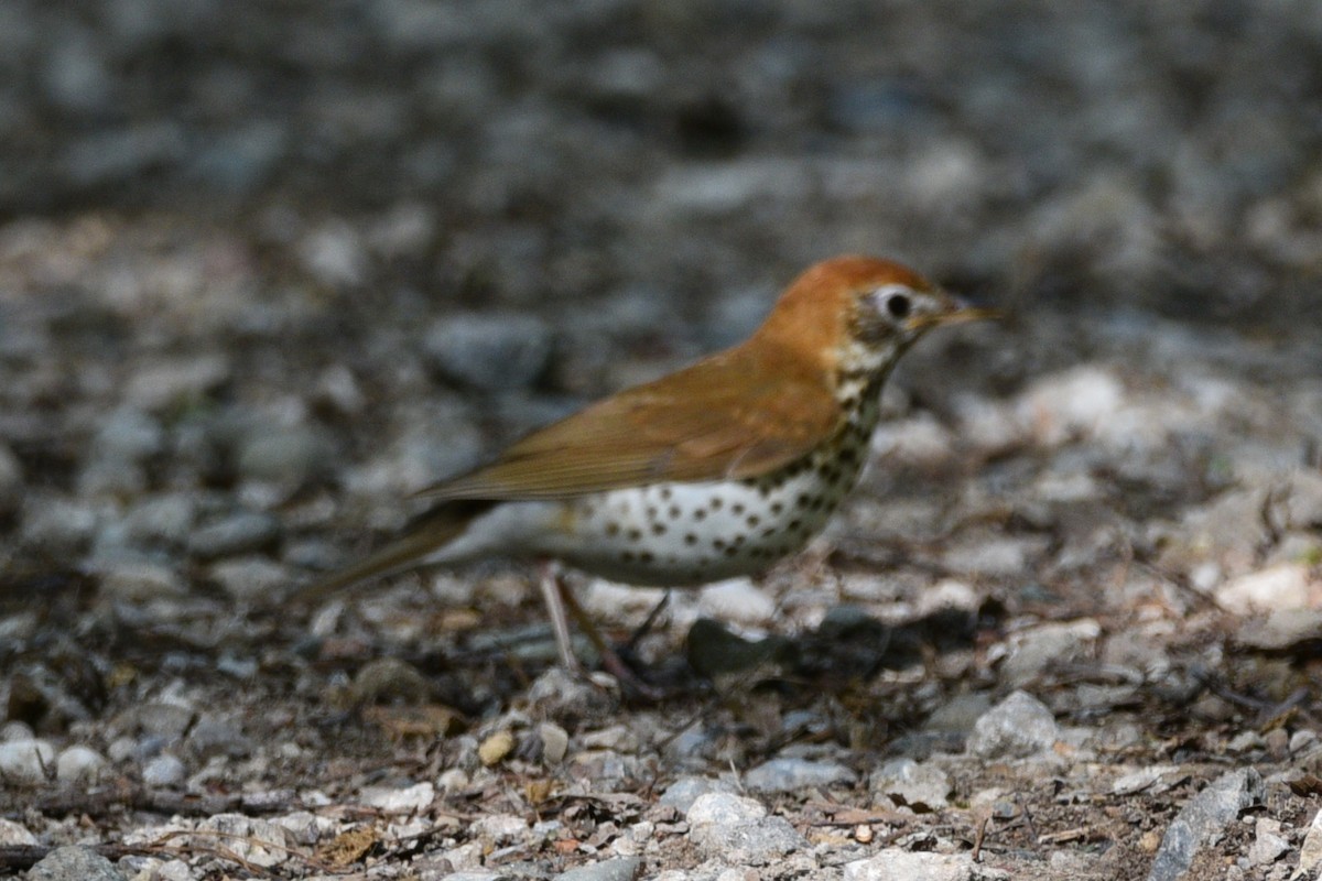 Wood Thrush - ML459611311