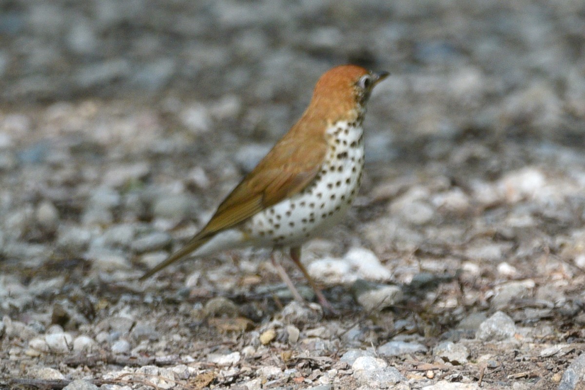 Wood Thrush - ML459611331