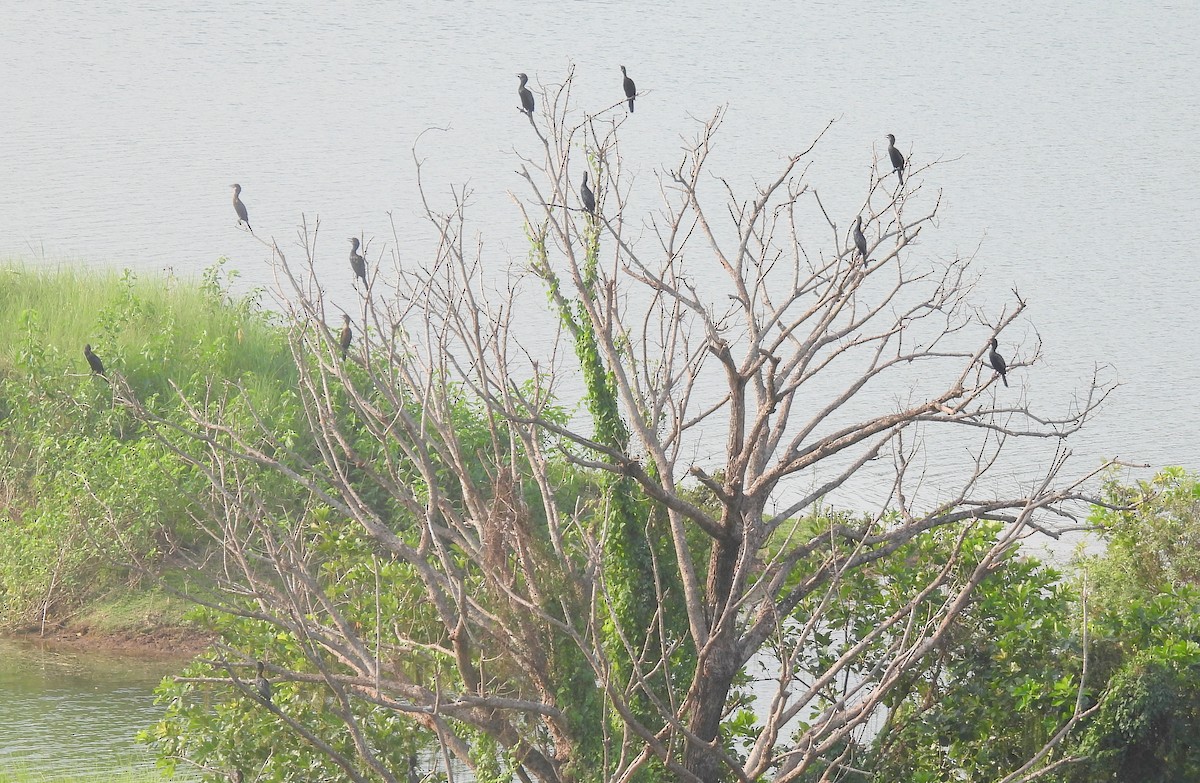 Little Cormorant - ML459611551