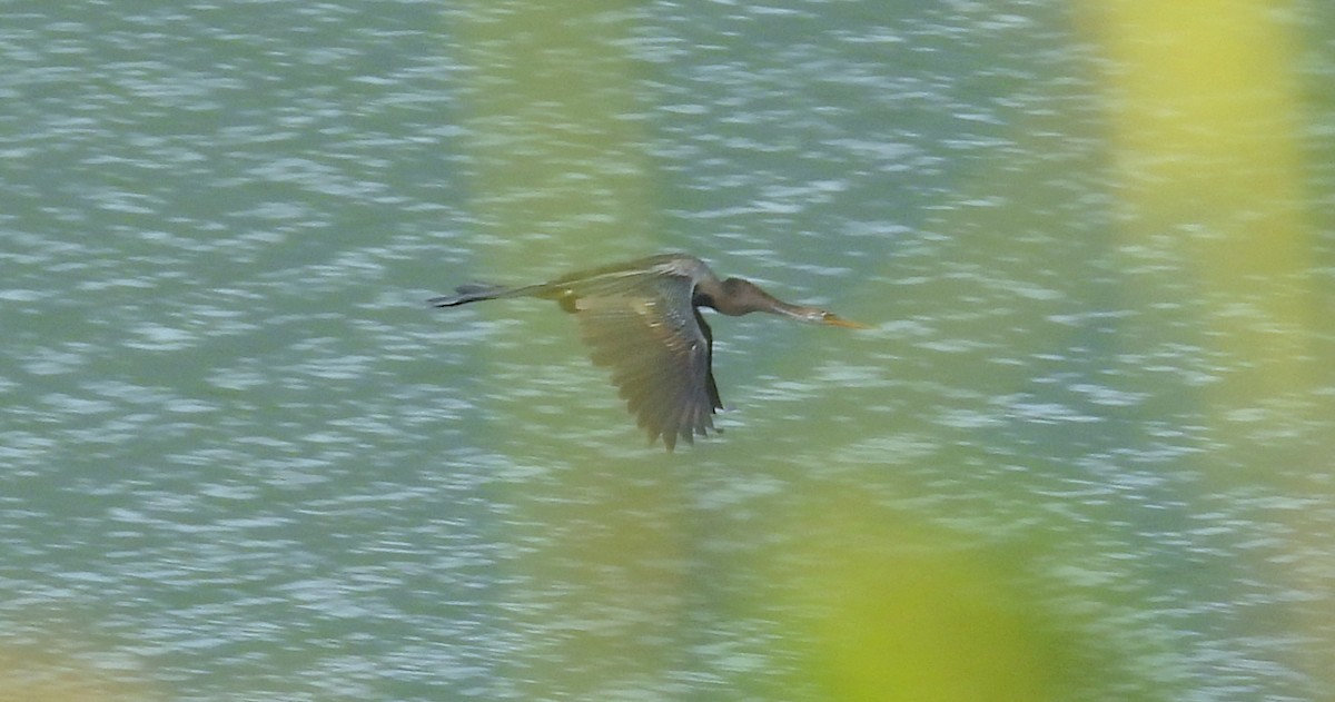 Oriental Darter - ML459611591