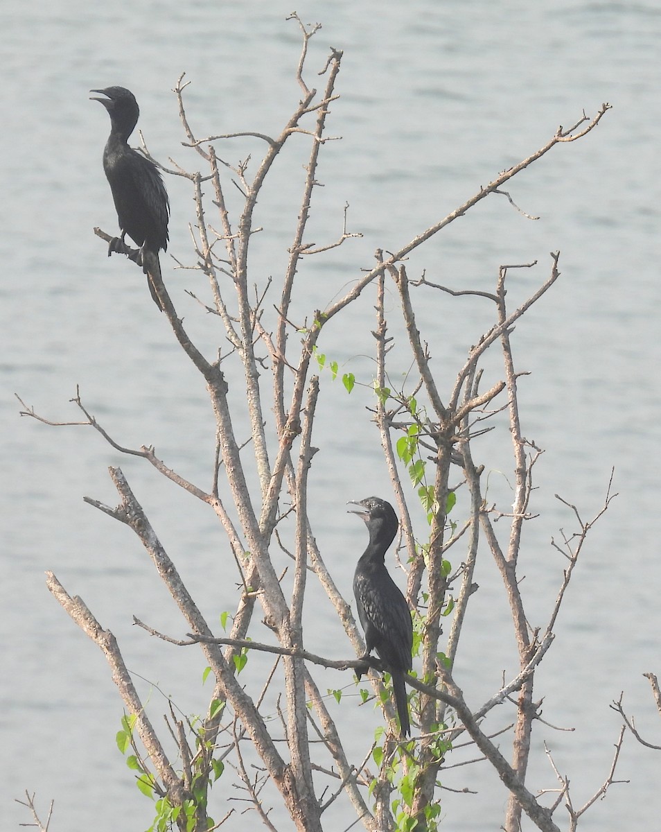 Little Cormorant - ML459611601