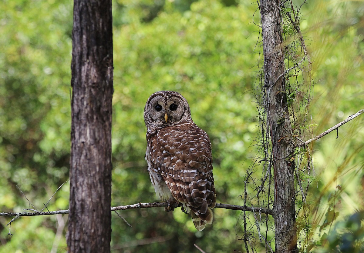 Barred Owl - ML459611941