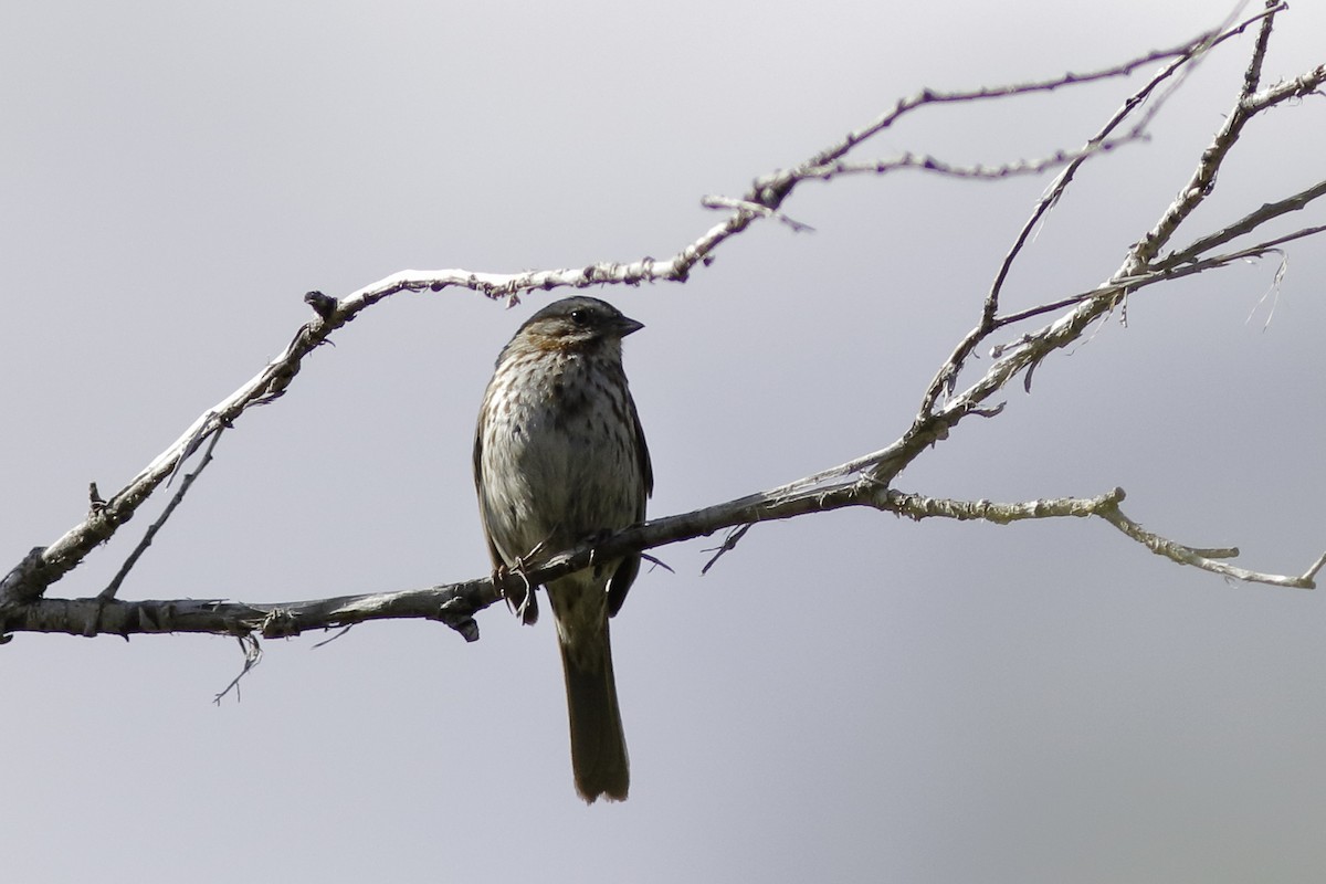Song Sparrow - ML459613001
