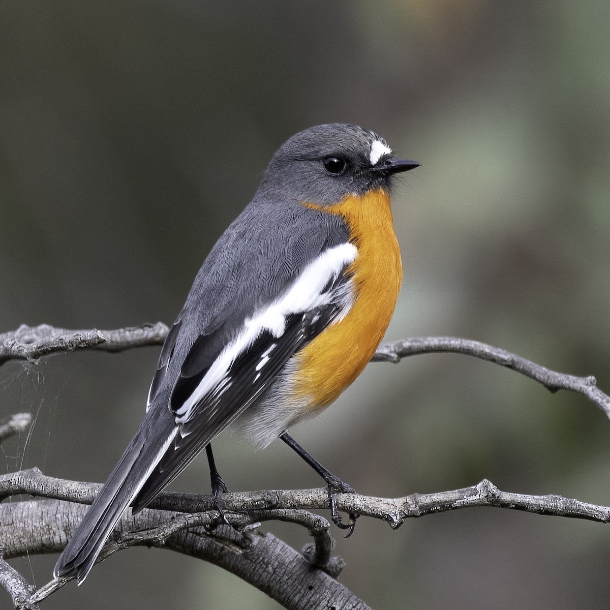 Flame Robin - ML459613191