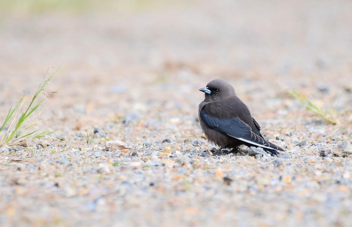 Dusky Woodswallow - ML459613781