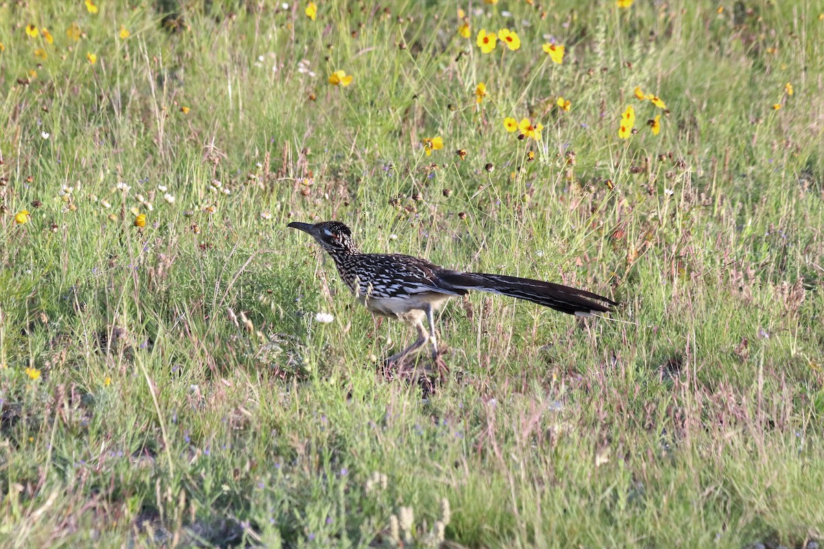 Greater Roadrunner - Angel Zakharia