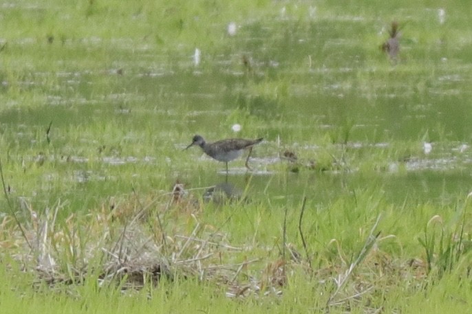 Greater Yellowlegs - ML459614291