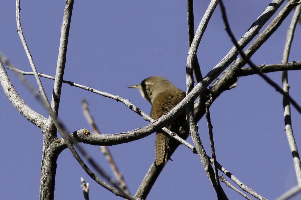 Troglodyte familier - ML459615101