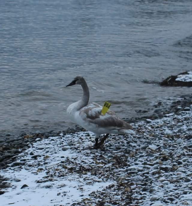 Trumpeter Swan - ML45961591