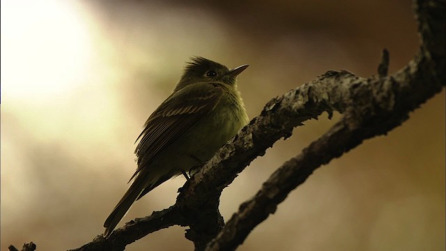 Western Flycatcher (Cordilleran) - ML459616