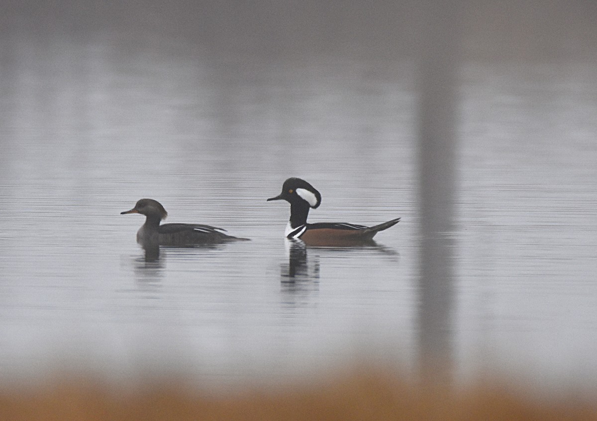 Hooded Merganser - ML45961701