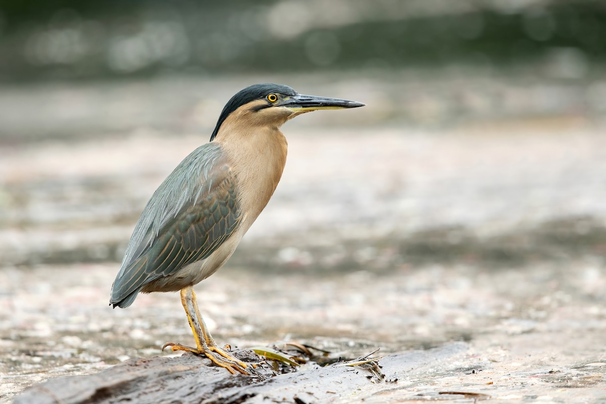 Striated Heron - ML459617211