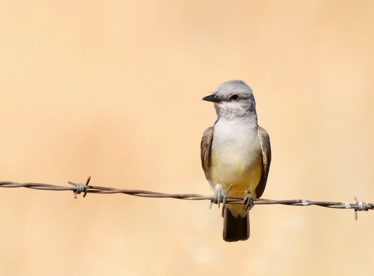 Western Kingbird - ML459617541