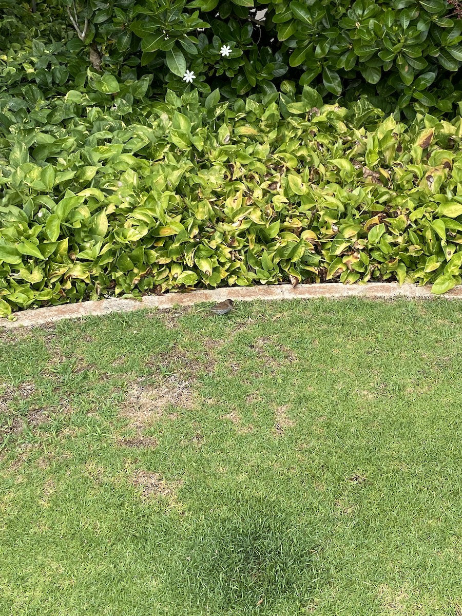 Scaly-breasted Munia - ML459617941