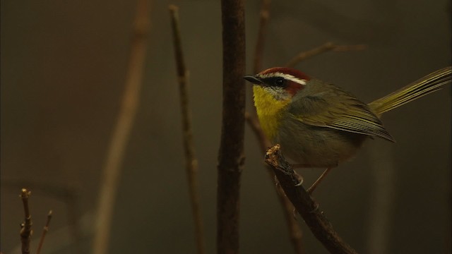 Rufous-capped Warbler (rufifrons Group) - ML459618