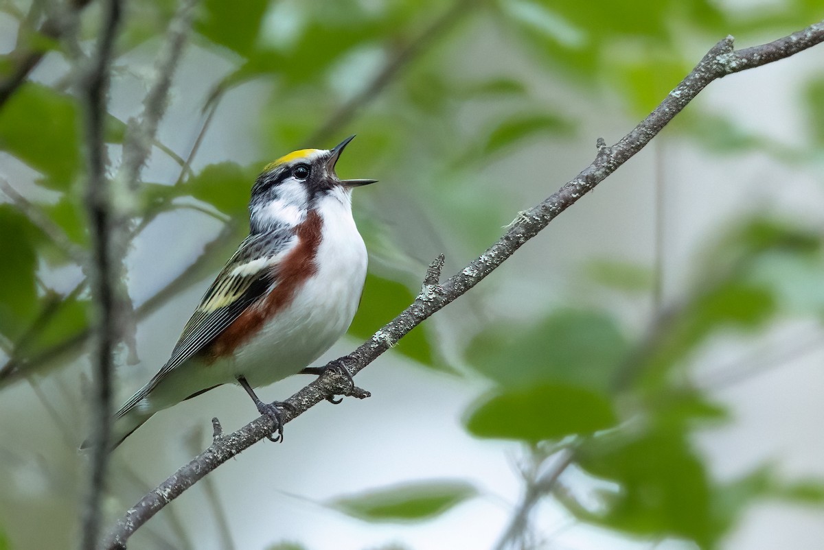 Chestnut-sided Warbler - Nick Parayko