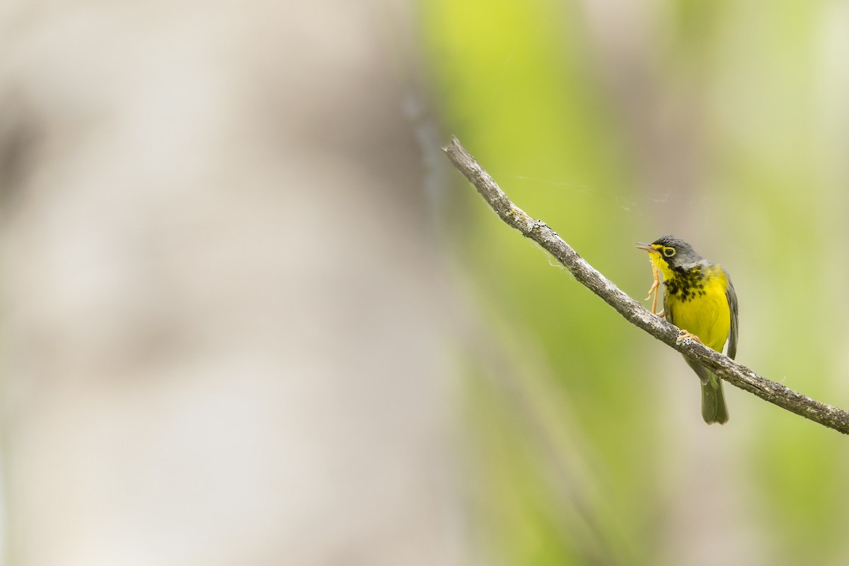 Canada Warbler - ML459618101