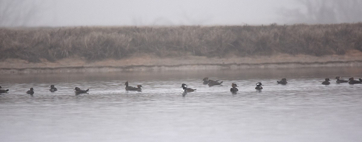 Hooded Merganser - ML45961811