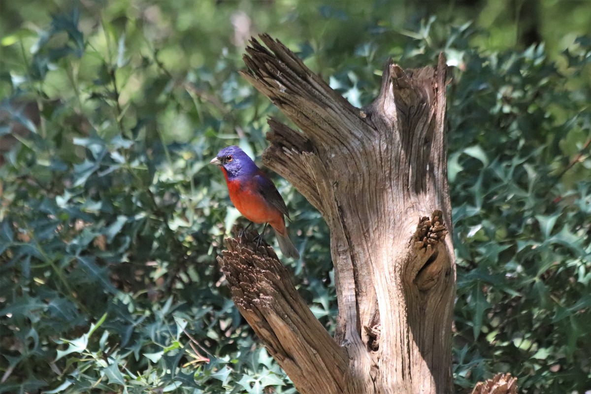 Varied x Painted Bunting (hybrid) - ML459618221