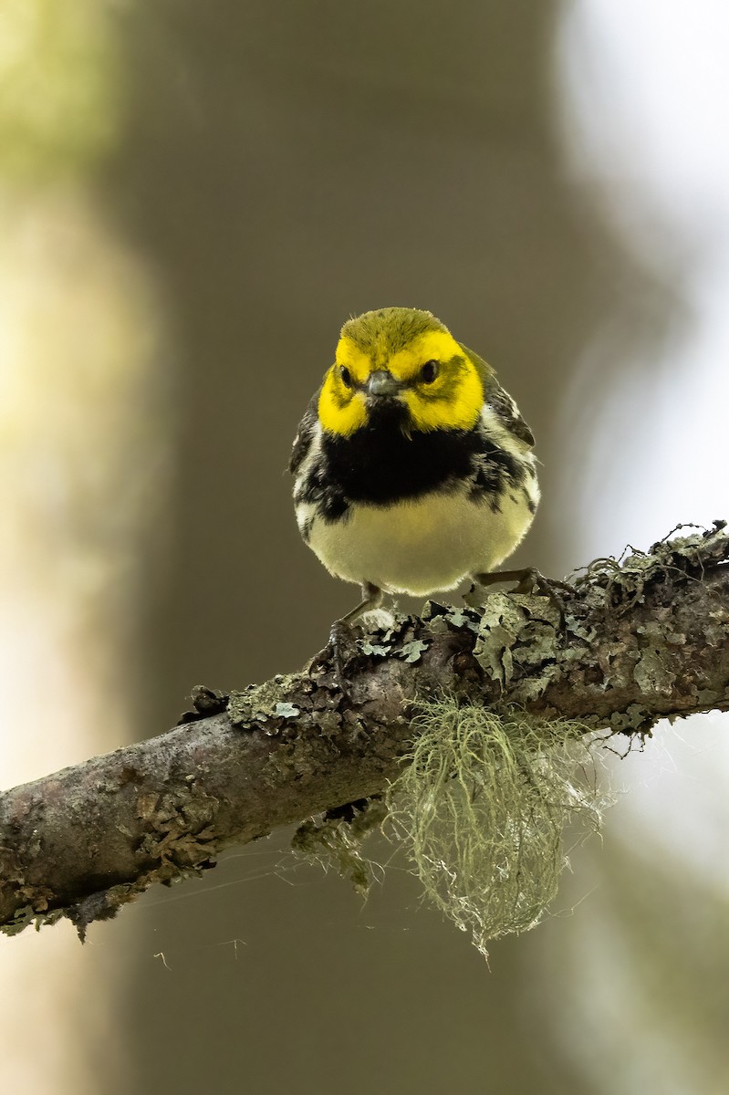 Black-throated Green Warbler - ML459618241