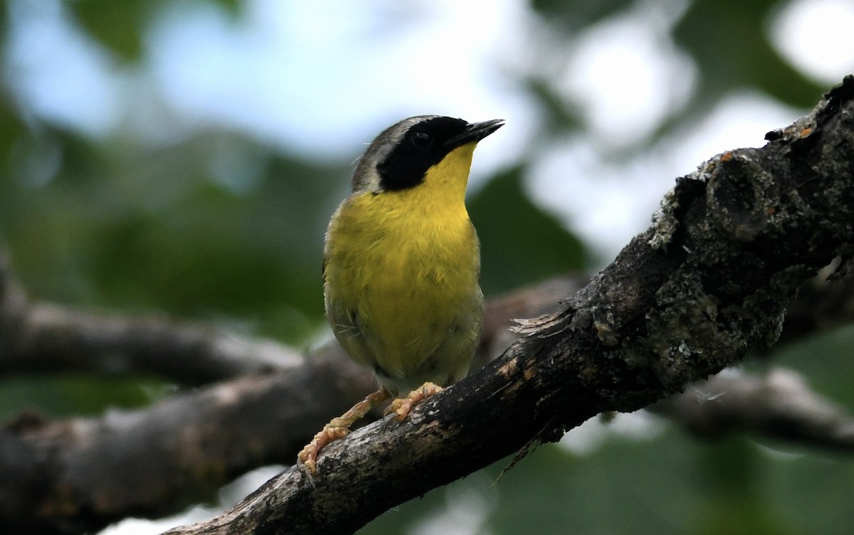 Common Yellowthroat - ML459618451