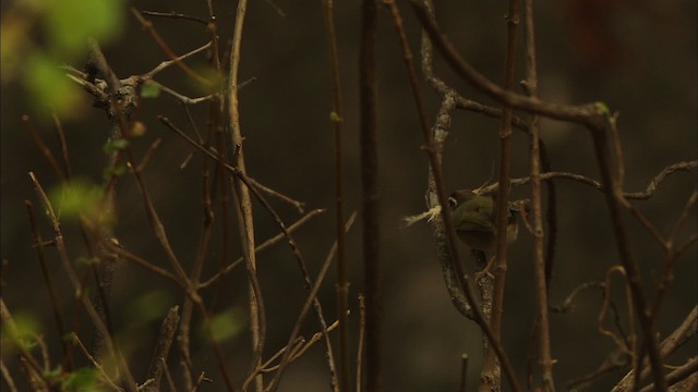 Rufous-capped Warbler (rufifrons Group) - ML459620