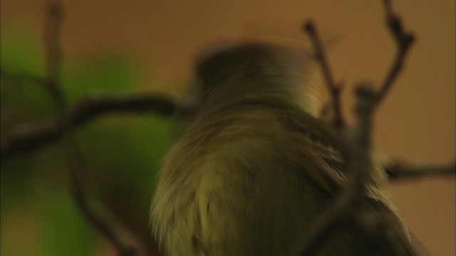 Western Flycatcher (Cordilleran) - ML459621