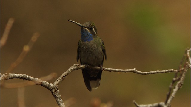 kolibřík blankytohrdlý - ML459622